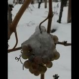 Viti Moscato sotto la neve - Moscato vines under snow
